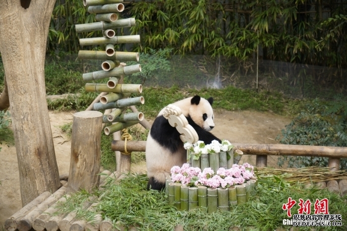 资料图:旅韩大熊猫“福宝”。<a target='_blank' data-cke-saved-href='//www.chinanews.com/' href='//www.chinanews.com/'>中新社</a>记者 刘旭 摄 资料图:旅韩大熊猫“福宝”。<a target='_blank' data-cke-saved-href='//www.chinanews.com/' href='//www.chinanews.com/'>中新社</a>记者 刘旭 摄